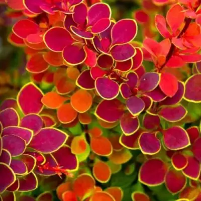 Барбарис ОРАНЖ САНРАЙЗ тунберга в Рогачеве