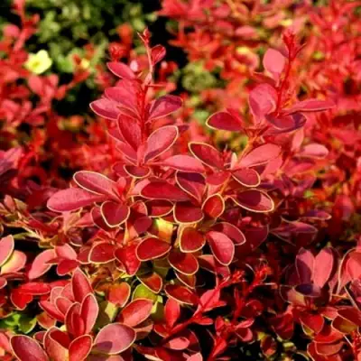 Барбарис КОРАЛ тунберга в Рогачеве