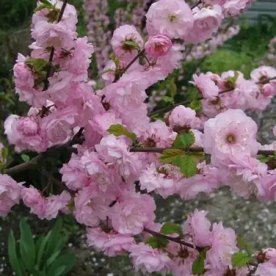 Миндаль ТРЁХЛОПАСТНЫЙ (луизеания) в Рогачеве