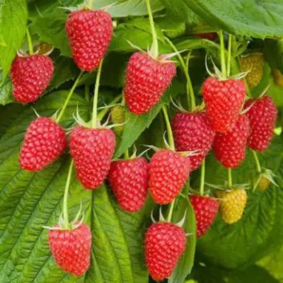 Малина БРУСВЯНА в Рогачеве