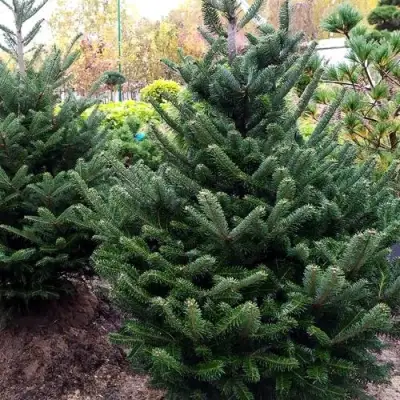 Пихта ФРАЗЕРА в Рогачеве