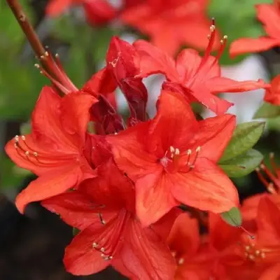 Азалия ПАРКФАЕР листопадная в Рогачеве