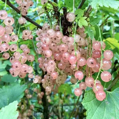 Смородина розовая ГОЛЛАНДСКАЯ РОЗОВАЯ в Рогачеве