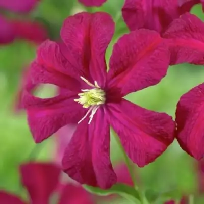 Клематис МАДАМ ДЖУЛИЯ КОРРЕВОН в Рогачеве