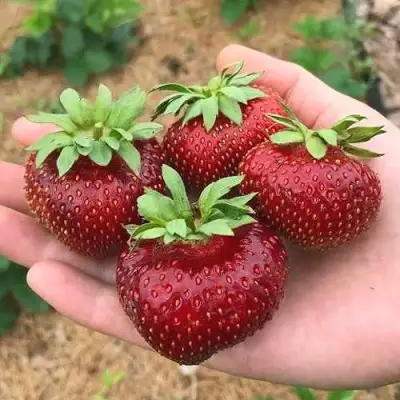 Клубника МАЛЬВИНА в Рогачеве