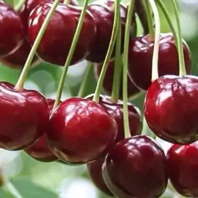 Вишня УЙФЕХЕРТОЙ ФЮРТОШ в Рогачеве