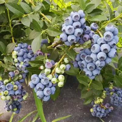 Голубика ОСОРНО в Рогачеве