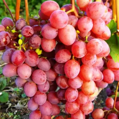 Виноград КИШМИШ КРАСНЫЙ в Рогачеве
