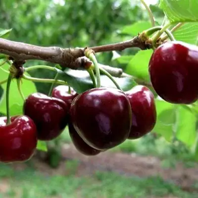 Вишня МОРОЗОВКА в Рогачеве