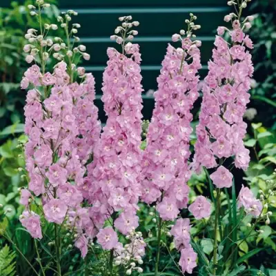 Дельфиниум ПЕТТИКОУТ гибридный в Рогачеве