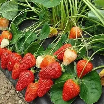 Клубника РОКСАНА в Рогачеве