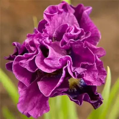 Ирис БАНДЛ ОВ ДЖОЙ сибирский в Рогачеве