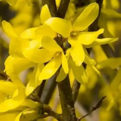 Форзиция ТАРАНДТ промежуточная в Рогачеве