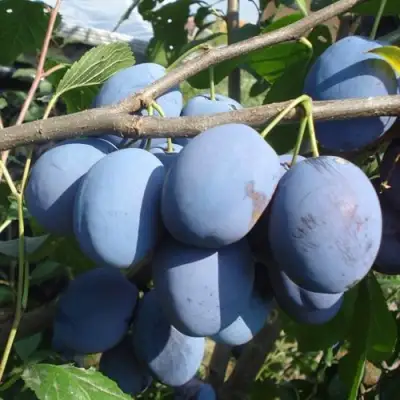 Слива ЧАЧАКСКАЯ РАННЯЯ в Рогачеве