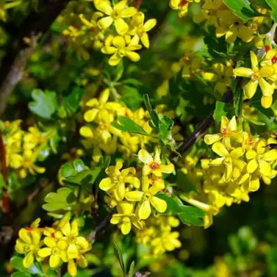 Смородина золотистая ВИШНЕВАЯ в Рогачеве