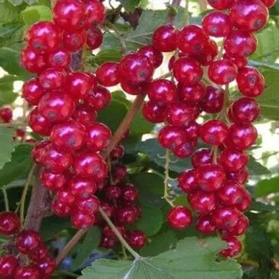 Смородина красная ПУРПУРНАЯ в Рогачеве