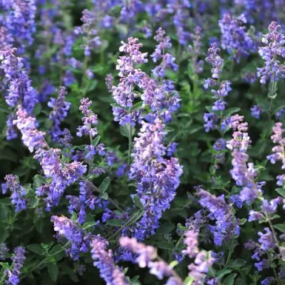 Котовник СИКС ХИЛЛС ГИАНТ в Рогачеве