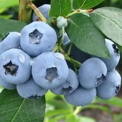 Голубика БЛЮЭТТА в Рогачеве