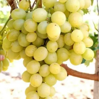 Виноград ТАЛИСМАН в Рогачеве