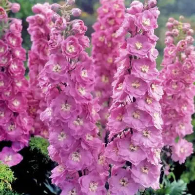 Дельфиниум ДЕЛЬФИС ПИНК ПАУЭ высокий в Рогачеве