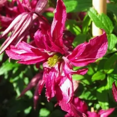 Клематис РОЗАЛИН в Рогачеве