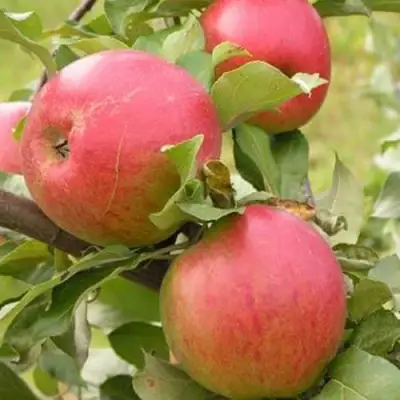 Яблоня АУКСИС в Рогачеве