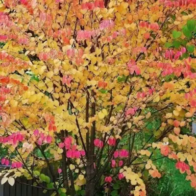 БАГРЯННИК японский в Рогачеве