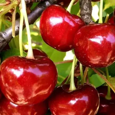 Черешня МИНЧАНКА в Рогачеве