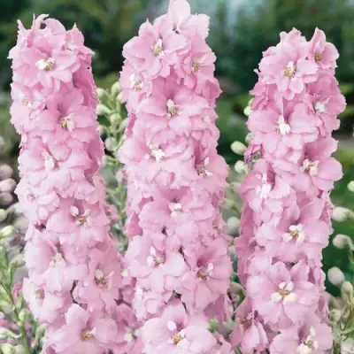 Дельфиниум ПЕТТИКОУТ гибридный в Рогачеве