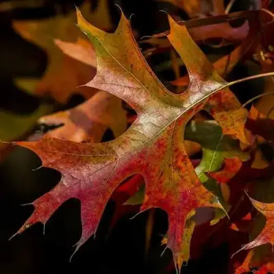 Дуб болотный в Рогачеве