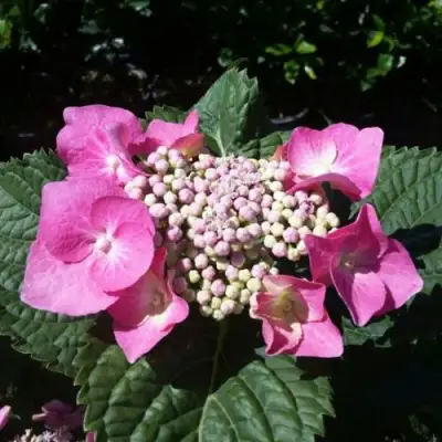 Гортензия БЛАУМАЙС (БЛАУМАЙЗЕ) крупнолистная в Рогачеве