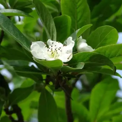 МУШМУЛА  в Рогачеве