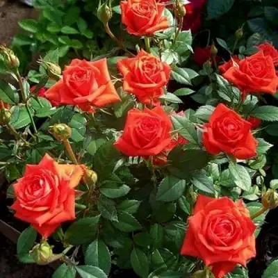 Роза ОРАНЖ ДЖЕВЕЛ миниатюрная в Рогачеве