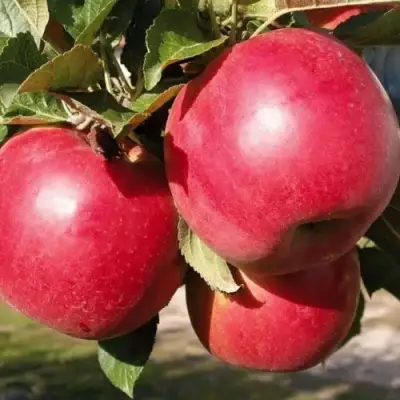 Яблоня РУБИН в Рогачеве