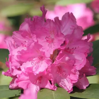 Рододендрон ЛУМИНА в Рогачеве