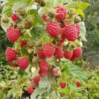 Малина ТАДМОР в Рогачеве