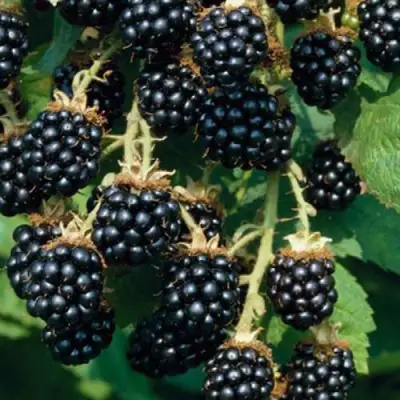 Ежевика БЛЭК САТИН бесшипная  в Рогачеве