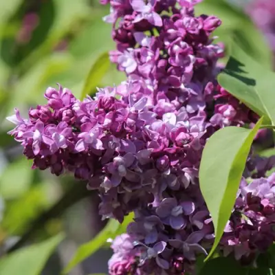 Сирень ИЗОБИЛИЕ в Рогачеве