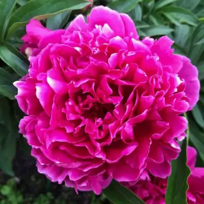 Пион КАРЛ РОЗЕНФЕЛЬД травянистый в Рогачеве