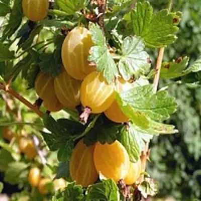 Крыжовник КУРШУ ДЗИНТАРС  в Рогачеве