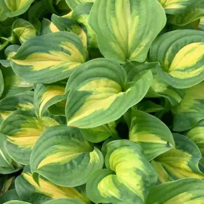 Хоста ЭМЕРАЛЬД ЧАРДЖЕР гибридная в Рогачеве