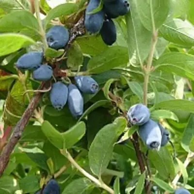 Жимолость съедобная НАРЫМСКАЯ в Рогачеве