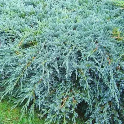 Можжевельник БЛЮ КАРПЕТ чешуйчатый в Рогачеве