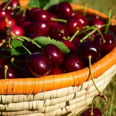 Вишня НЕСВИЖСКАЯ в Рогачеве