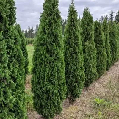 Туя ДЕГРУТ СПАЙР западная в Рогачеве