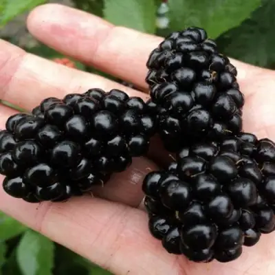 Ежевика ПОЛАР бесшипная  в Рогачеве