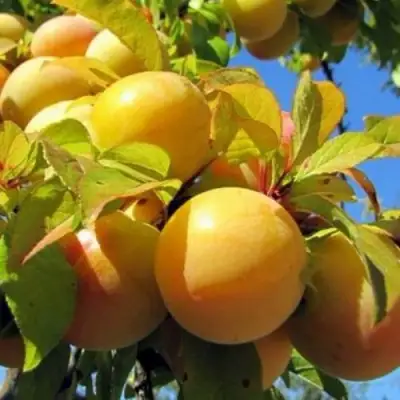 Слива МЕДОВАЯ ЖЁЛТАЯ в Рогачеве