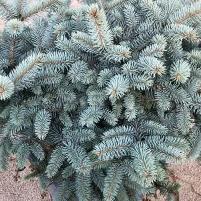 Ель ГЛАУКА колючая в Рогачеве