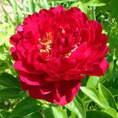 Пион ХРАБРЫЙ ВОИН травянистый в Рогачеве