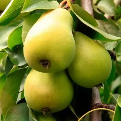 Груша НЕЖНОСТЬ колонновидная	 в Рогачеве